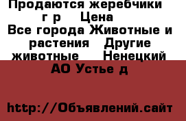 Продаются жеребчики 14,15 16 г.р  › Цена ­ 177 000 - Все города Животные и растения » Другие животные   . Ненецкий АО,Устье д.